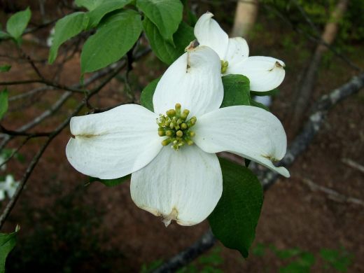 01 Flowering Dogwood